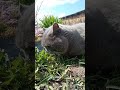😅🤭🐱Будем рады вашей подписке🤍#Фединыбудни#мойпитомец#кот#cat