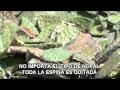 PROCESADORA DE NOPAL 1.wmv