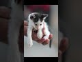 猫好き動画