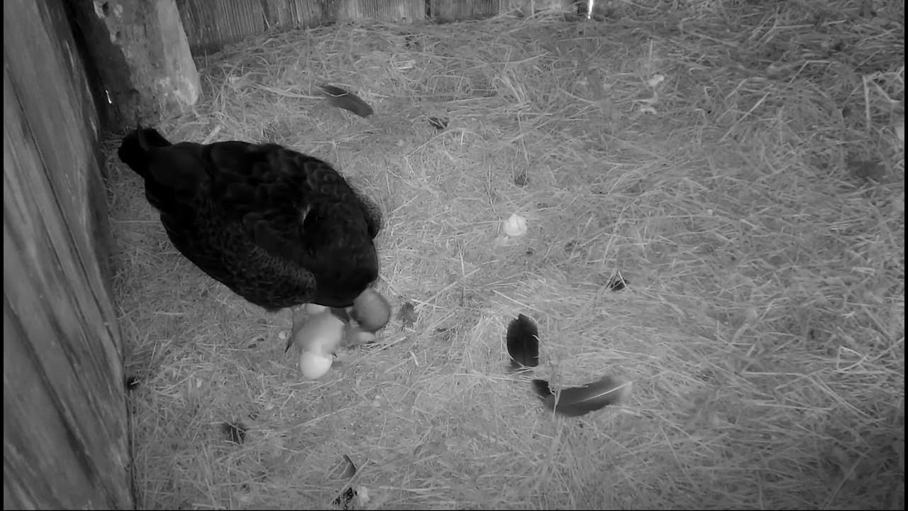 Missouri Turkey Vultures 53123, 415 pm 2nd hatchling is here! YouTube