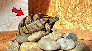 Marginated Tortoise - Best Tortoises for Pets by Known Pets 92 views 2 weeks ago 1 minute, 30 seconds