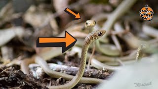 Celebrity Olive Grass Snake Release! Net Worth