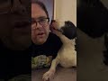 Bull Terrier Licks Owner to Death #bullterrier #bullterrierlove #dogkisses