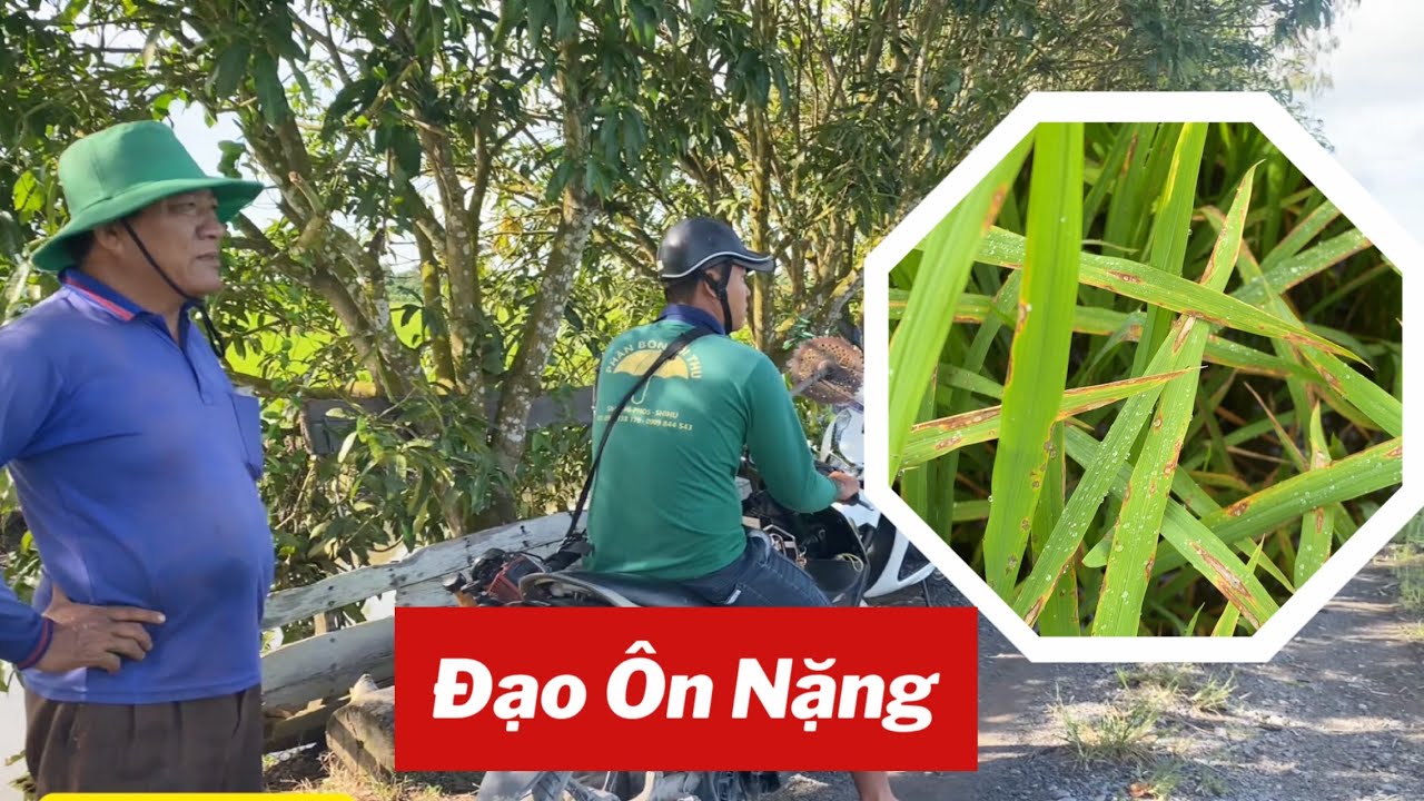 Cứu Lúa Chú Hùng Đạo Ôn Nặng 24/11/2025