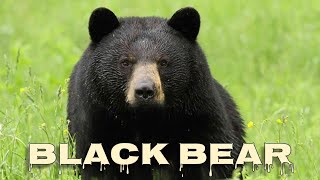 American black bear sounds