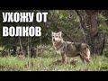 Ухожу от волков.