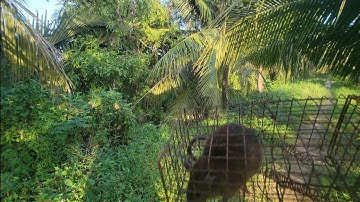 Thăm Bẫy Chuột Dừa Trúng Chuột Mập Như Heo vậy Á | NI NGUYỄN TV 