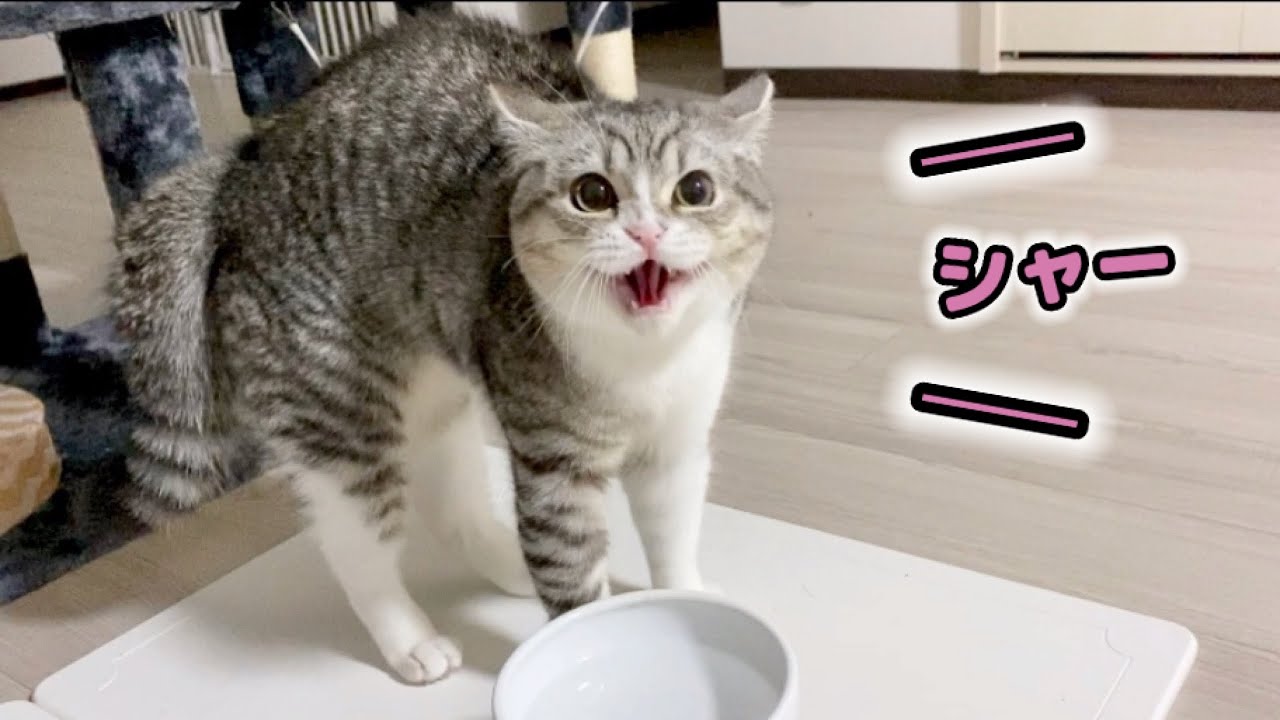 獣医師監修 猫の シャー と鳴く意味や理由は かわいい動画も ねこのきもちweb Magazine