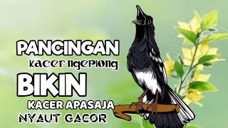 PANCINGAN KACER INI BIKIN KACER MACET MALAS BUNYI, BAHAN LANGSUNG NYAUT !