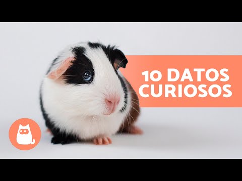 Video: 10 razones por las que los cobayas son excelentes mascotas