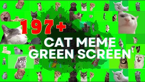 197+ Hilarious Cat Meme Green Screen Clips – The Ultimate Compilation! || Crazy Kat Memes🤣