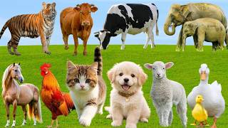 Animal Sound For Kids Cute Animal Sound Learn Wild And Farm Animals