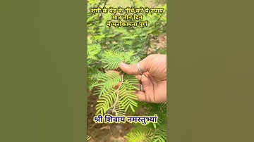 बुधवार को शमी के पेड़ के नीचे करे ये उपाय मात्र तीन दिन में मनोकामना पूर्ण होगी #upay