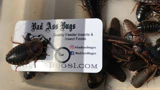 Adult Dubia Roaches