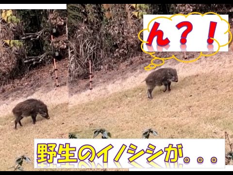 野生のイノシシ 野生の猪 しっぽフリフリでかわいい Wild Boar Youtube