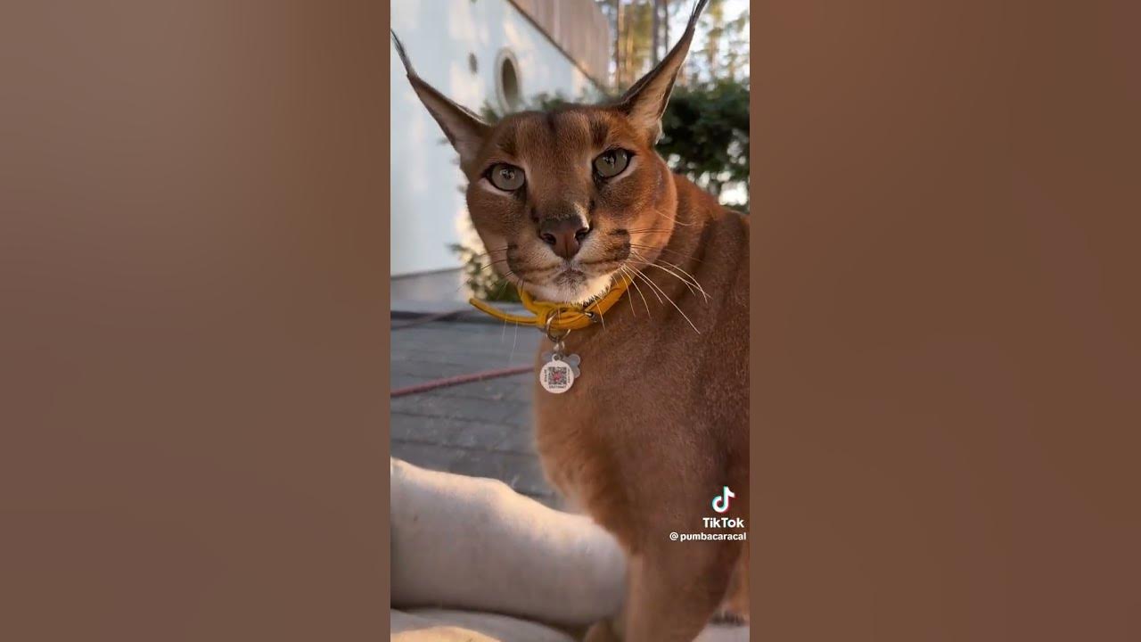pumba caracal - YouTube