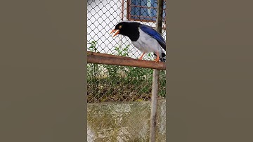 Lần đầu tiên nhìn thấy chú chim này #shorts