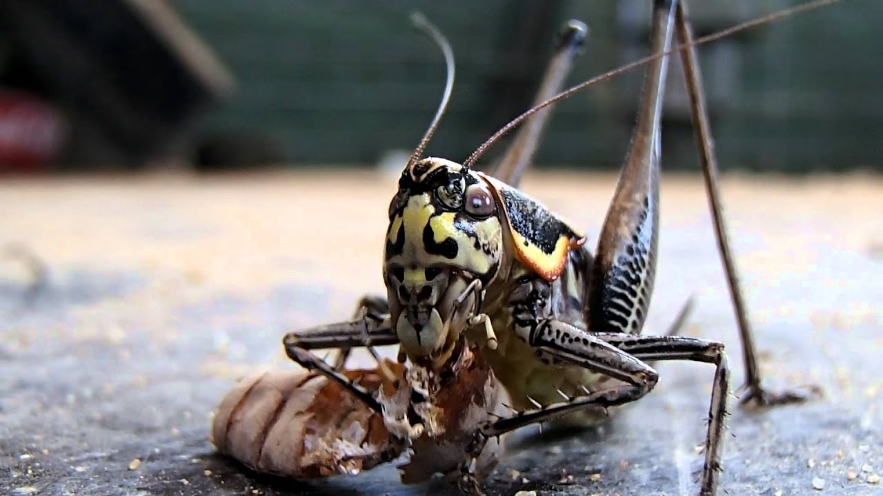 Katydid eating YouTube