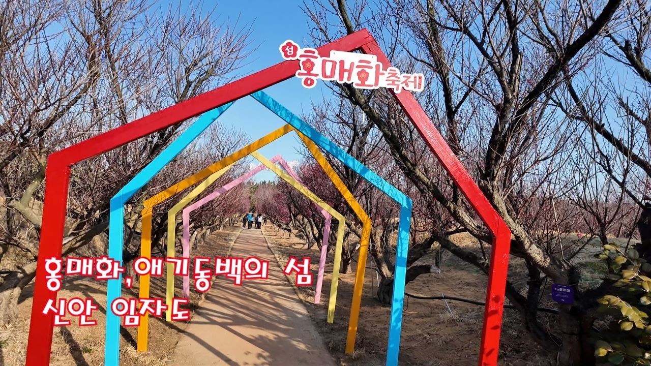 신안임자도홍매화축제 ,붉은애기동백섬,대광해수욕장