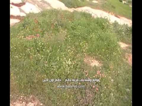 ربيع قرية حاتم منطقة عرف الديك