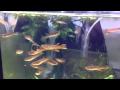 Aphyosemion Calliurum AMAR11 Aphyosemion Calliurum AMAR11
