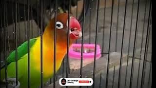 Masteran Lovebird Jantan Birahi Lanjut Bunyi.. Masteran Ampuh Cetak Dobelan & Minor