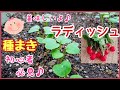 人気♪種まきのコツ【ラディッシュの育て方】水やりと害虫の対策！プランター家庭菜園