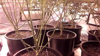 Udub purps