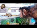 MonkeyBoo Visits PetSmart! (SNAKE ENCOUNTER)