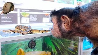 MonkeyBoo Visits PetSmart! (SNAKE ENCOUNTER)