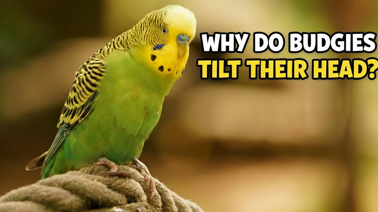 Почему волнистые попугайчики наклоняют голову набок? 🐦🤔