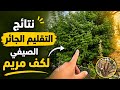 نتائج التقليم الصيفي النادر لنبات كف مريم       نجومي