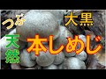 【キノコ採り】粒の　天然ホンシメジいっぱい。