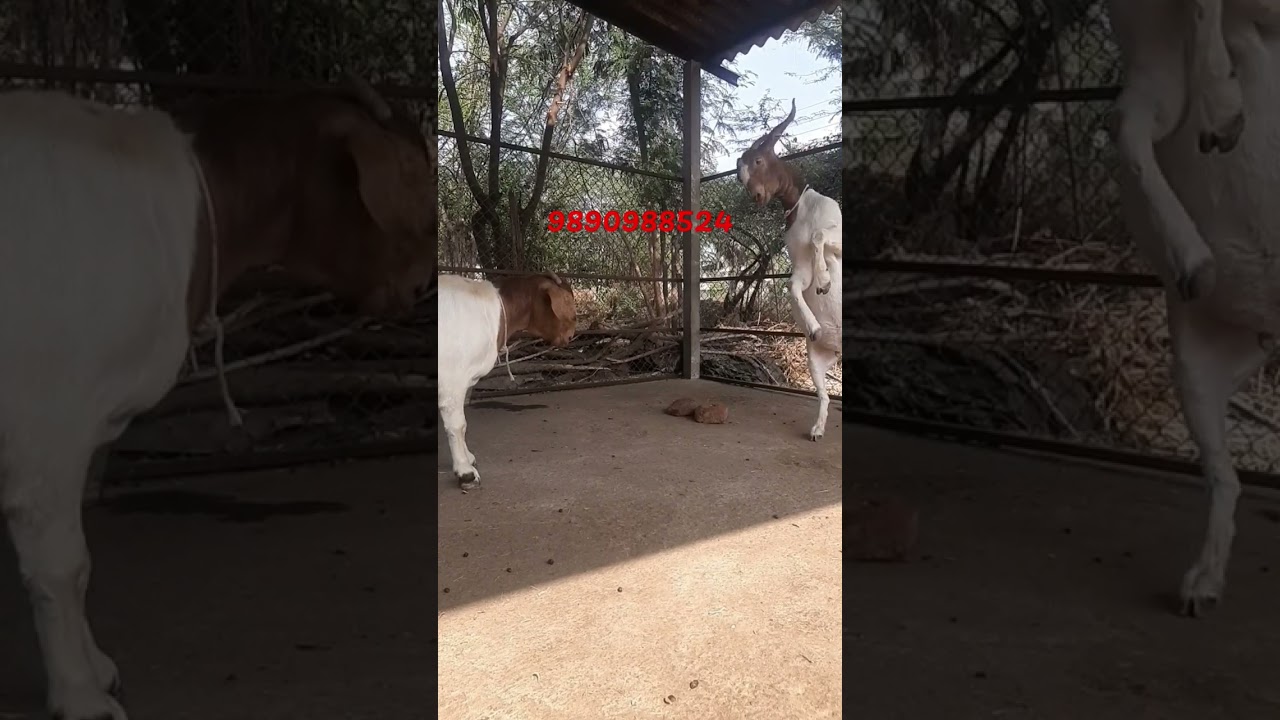 Full-blood Boer Goats playing