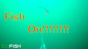 High Sierra Rainbow Smashes Trigger Spoon!