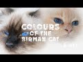 Colors of birman cats の動画、YouTube動画。
