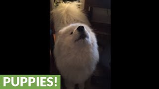 Super smooth Samoyed winks for the camera screenshot 5