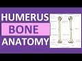 Humerus Bone Anatomy and Physiology Lecture