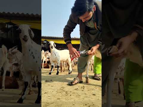 Aaj Khur Banayenge Bakshgoatfarm Minivlog Bakrifarm Vlog Shortvedio 