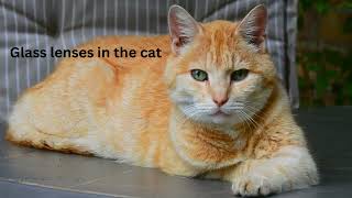 Why Cat Eye Reflects Light