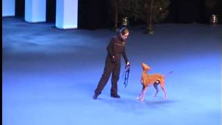 Jaro in agility performance (Helsinki Winner 2010)