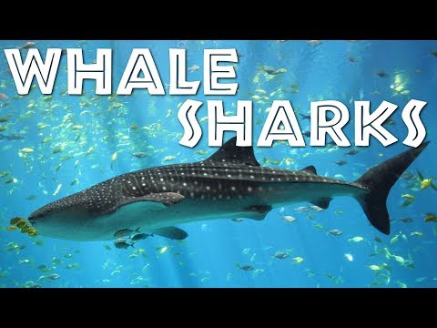 बच्चों के लिए व्हेल शार्क के बारे में सब कुछ: बच्चों के लिए व्हेल शार्क वीडियो - फ्रीस्कूल