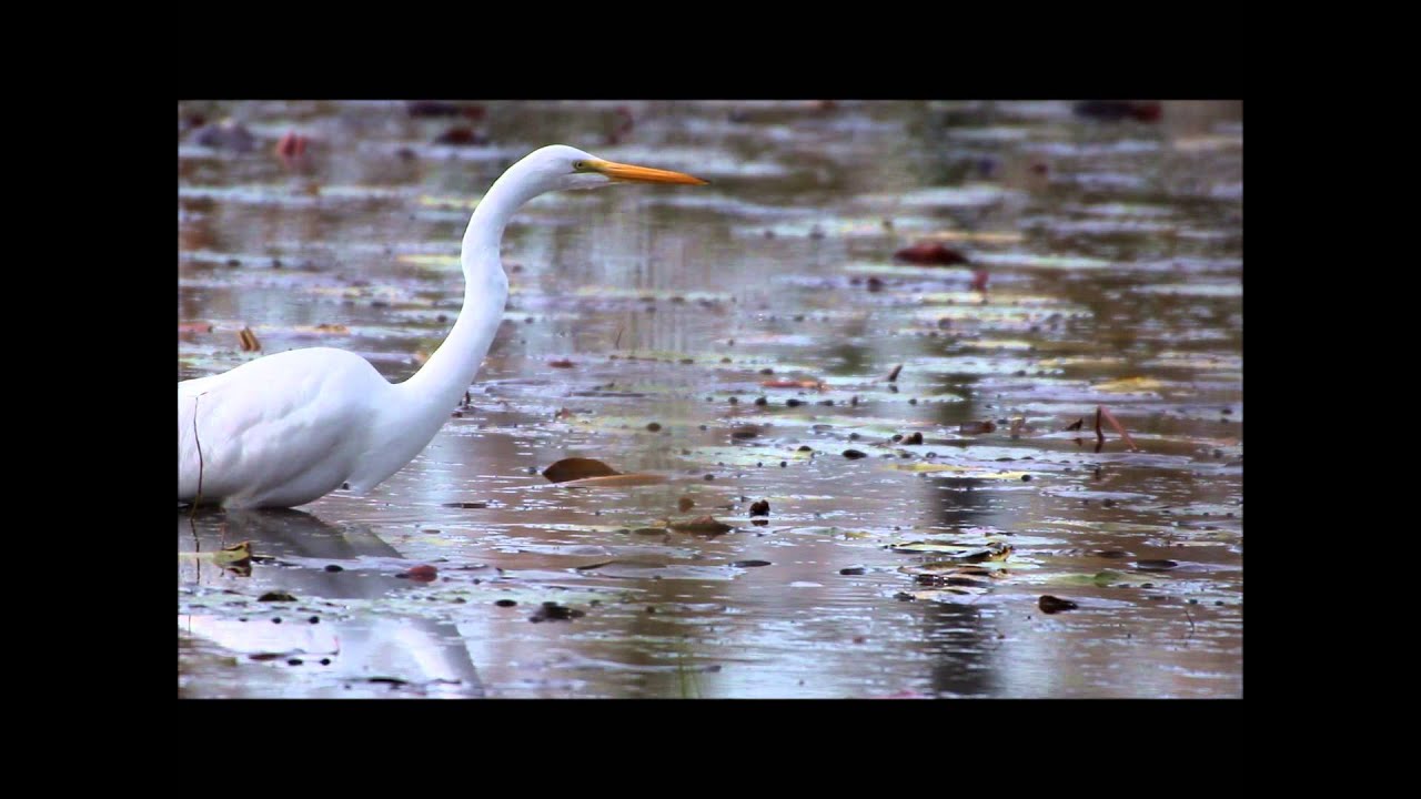 great white egret hunting