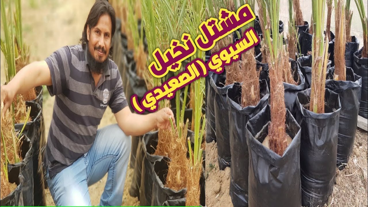 مشتل نخيل السيوي ( الصعيدي ) في الواحات | طريقة انشاء المشتل من البداية الى النهاية | الفديو كامل