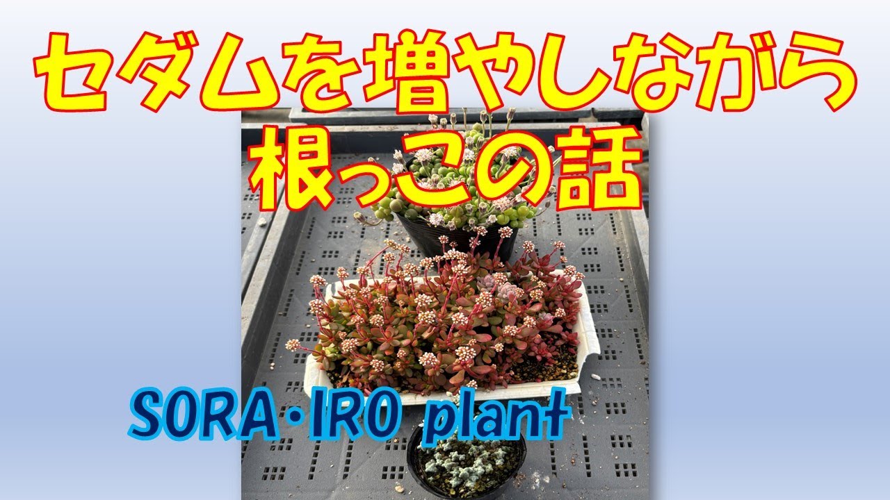 多肉植物＃163】セダム属そよ風の天使を増やしながら根っこの話もしま