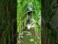 You Won't Believe Vegetables Can Thrive Between Bricks #shortsvideo