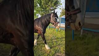 Жеребец идет на пастбище  #horse #animals #stallion #love #топ