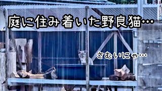 Download Lagu ある日庭に住み着いた野良猫。寒い雨の中ずっと震えて何かを求めてる… MP3