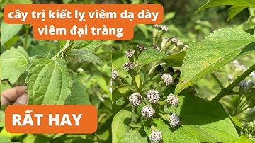 5 công dụng chữa bệnh tuyệt vời của CÂY CỎ LÀO (CÂY CỘNG SẢN) | CÂY THUỐC QUANH TA 6455#45