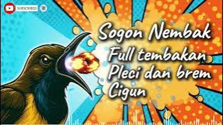 MASTERAN SOGON‼️ FULL TEMBAKAN PLECI DAN BREM CIGUN PANJANG #sogon #sogongacor #sogokontong